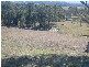 Dungog NSW 2420