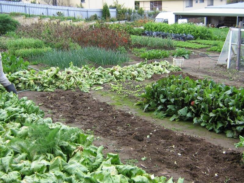 40 Baird Street, Dungog NSW 2420