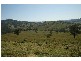 Eccleston NSW 2311