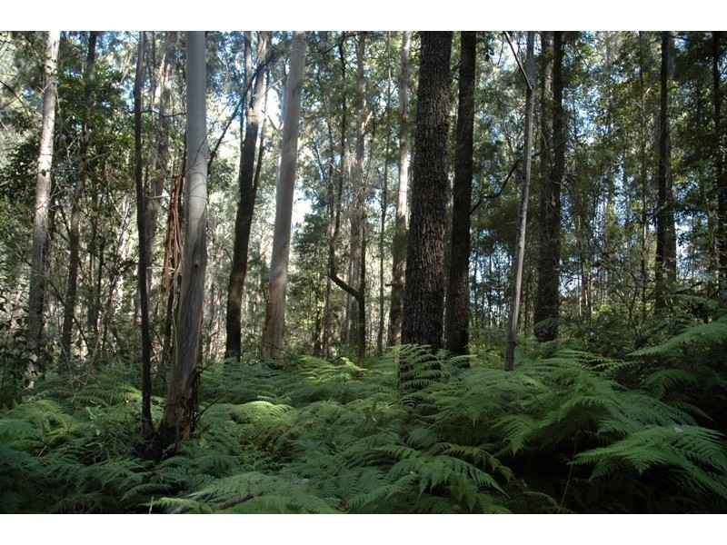 321 Wangat Trig Road, Dungog NSW 2420