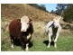Dungog NSW 2420
