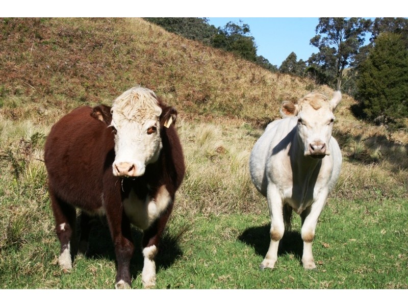 Dungog NSW 2420