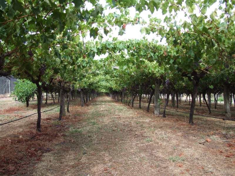 1 Fields, Donnybrook WA 6239
