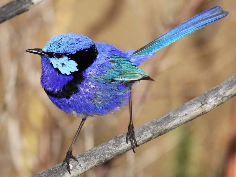 Lot 1,  Chapman Rd, Mcalinden WA 6225