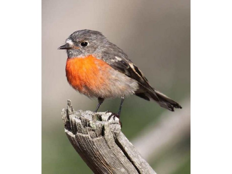 Lot 1,  Chapman Rd, Mcalinden WA 6225