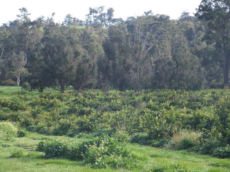 Lot 101,  Brookhampton Road, Brookhampton WA 6239