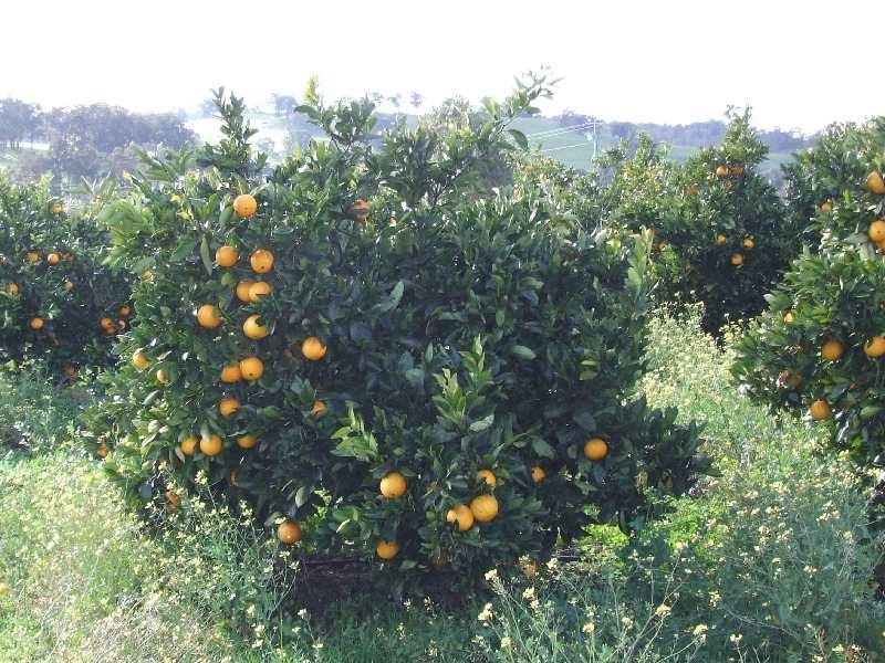 Lot 101,  Brookhampton Road, Brookhampton WA 6239