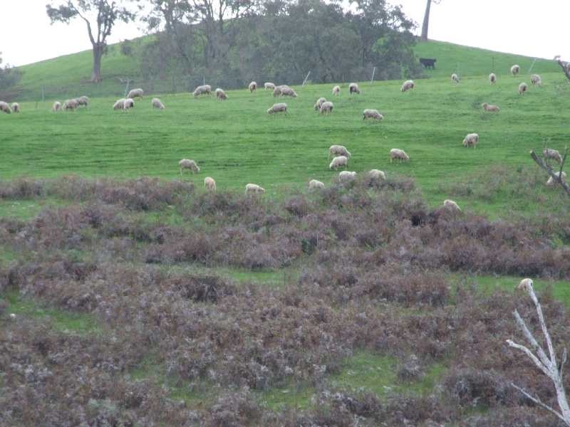 443 Thomson Brook Road, Thomson Brook WA 6239