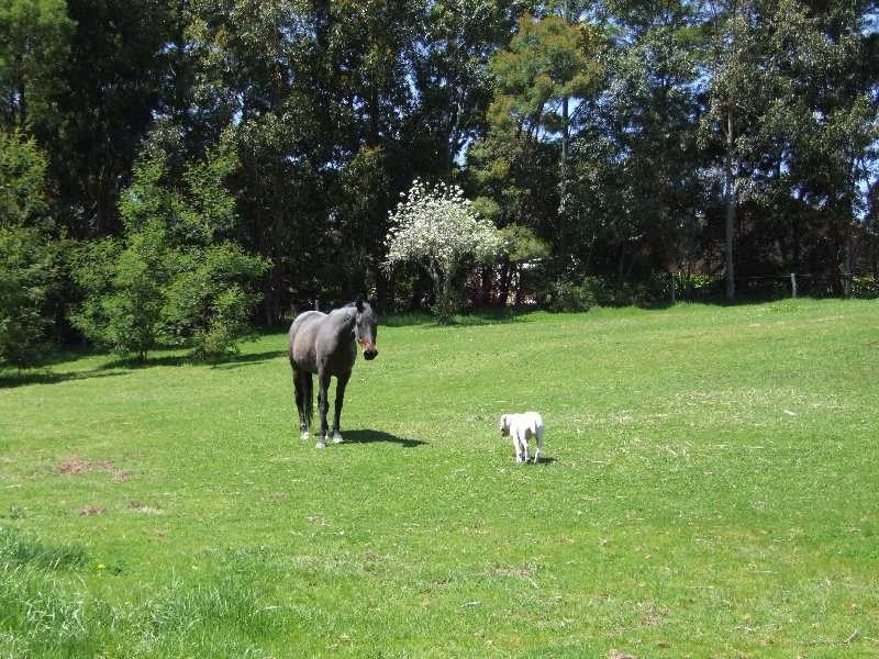 21 Fowler Street, Yabberup WA 6239