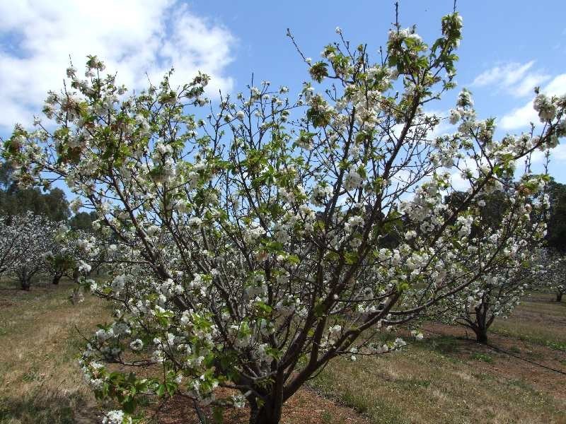 1322 Donnybrook-Boyup Brook Rd, Lowden WA 6240