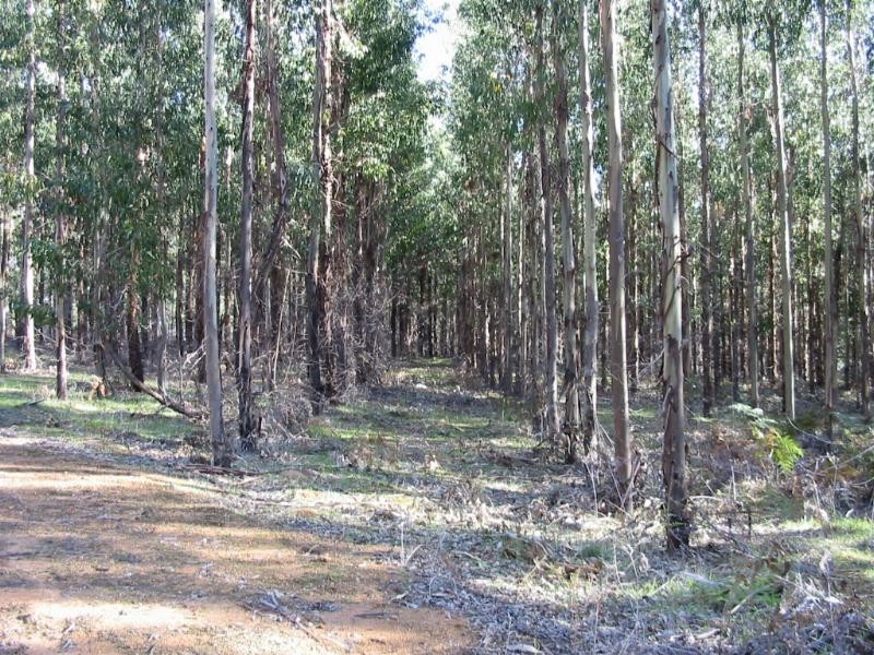 Lot 13,  Woodland Rise, Donnybrook WA 6239