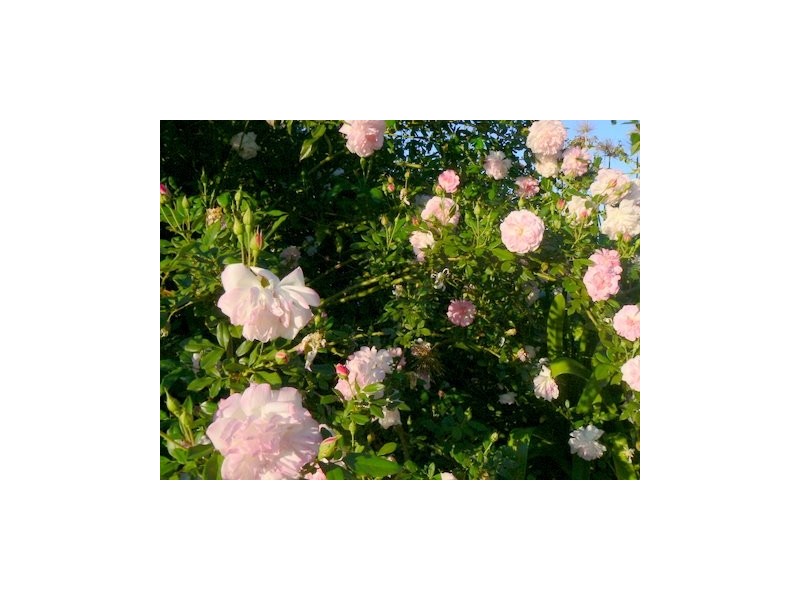 Lot 4, 320 Brookhampton Road, Brookhampton WA 6239