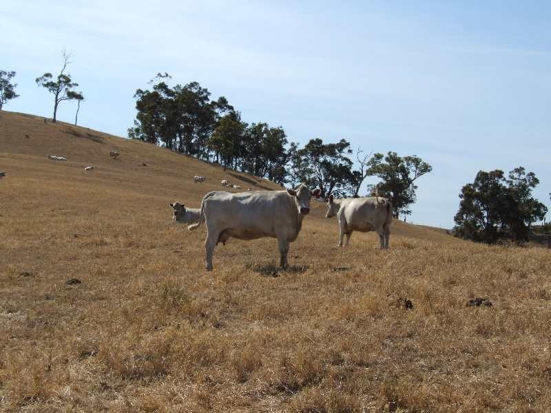 Lot 276,  Wildmere, Brookhampton WA 6239