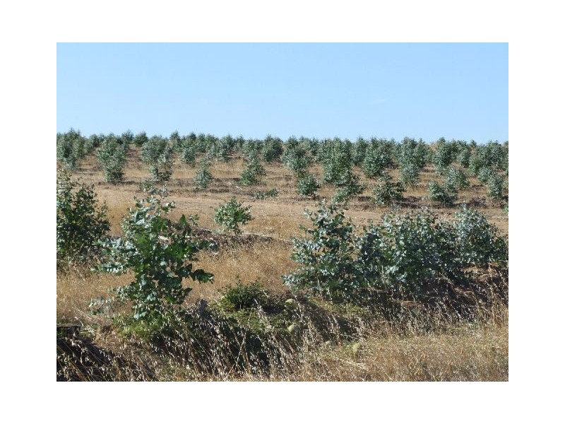 Lot 17,  Ferguson Road, Lowden WA 6240