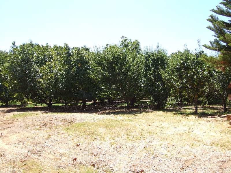 Lot 989, 32 Bendall, Donnybrook WA 6239
