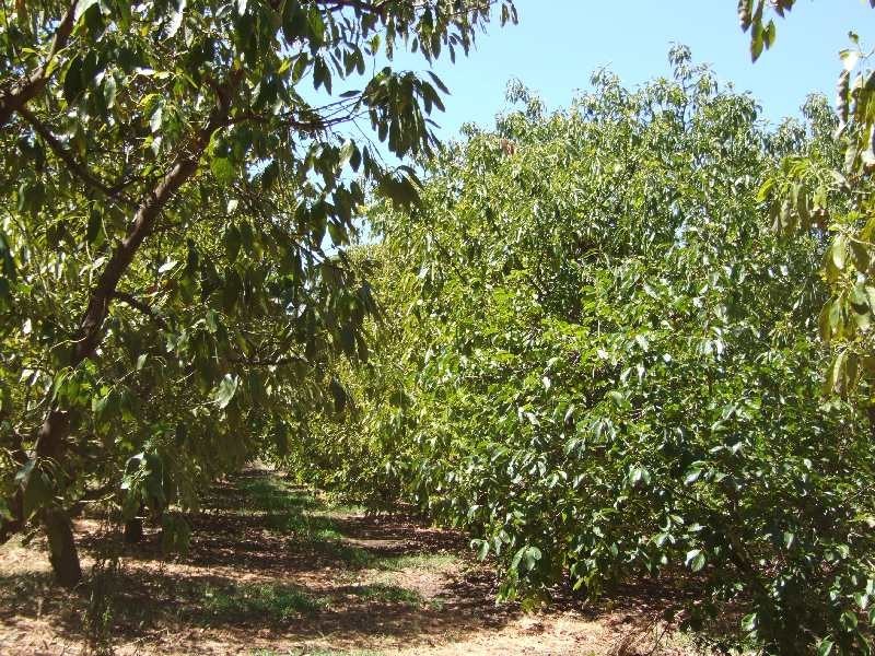 Lot 989, 32 Bendall, Donnybrook WA 6239