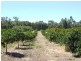Lot 989, 32 Bendall, Donnybrook WA 6239
