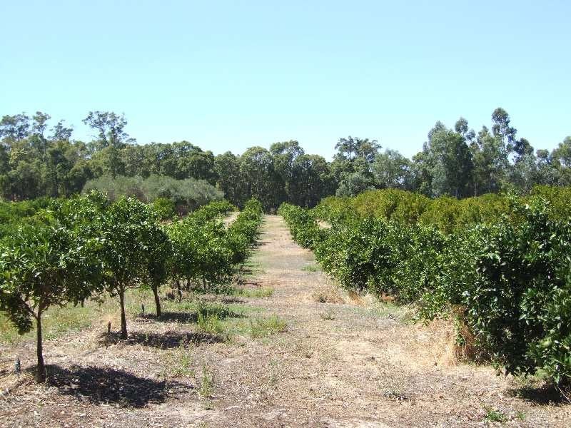 Lot 989, 32 Bendall, Donnybrook WA 6239