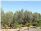 Lot 989, 32 Bendall, Donnybrook WA 6239
