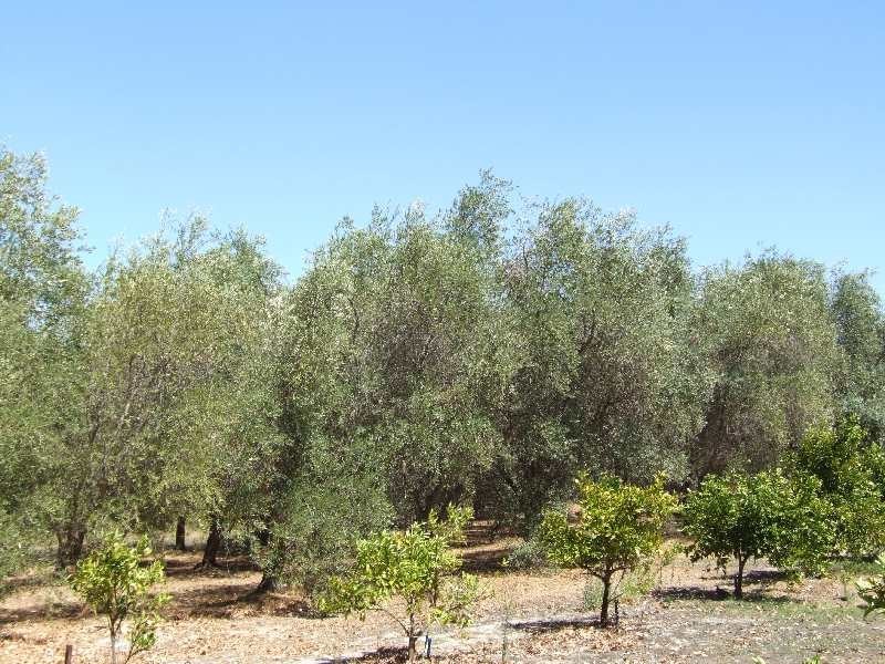 Lot 989, 32 Bendall, Donnybrook WA 6239