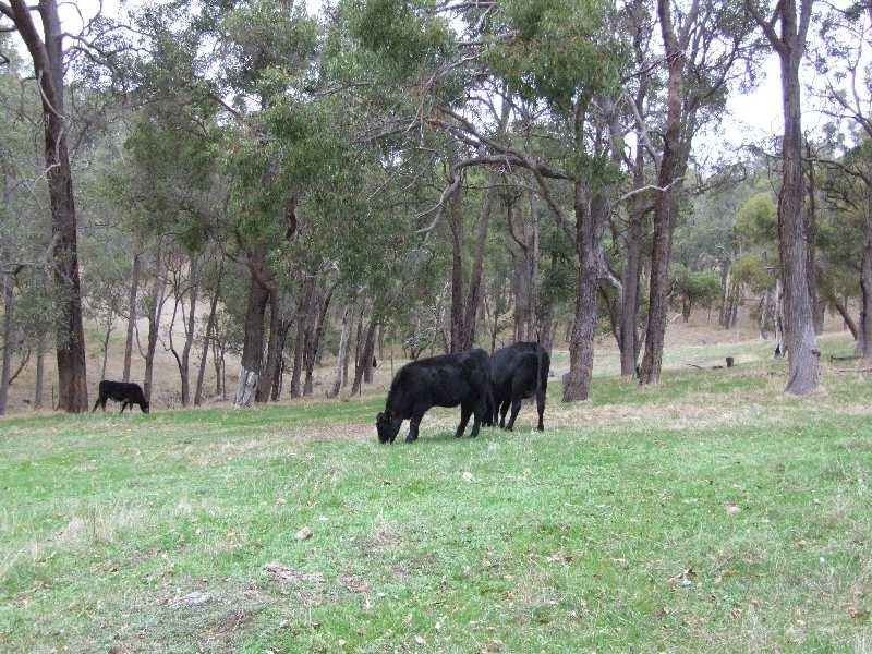 Lot 196, 900 Charley Creek Road, Donnybrook WA 6239