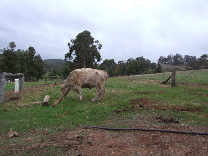 Lot 196, 900 Charley Creek Road, Donnybrook WA 6239