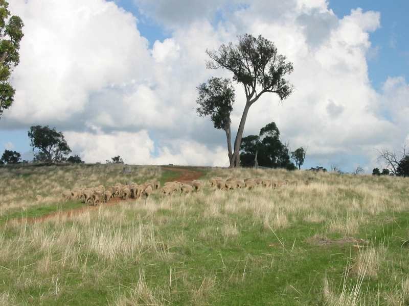 Lot 5, 276 Bangadang, Donnybrook WA 6239