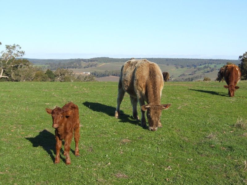 99 Carmichael Rd, Donnybrook WA 6239