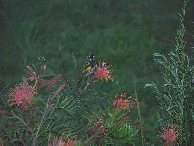 130 Upper Capel Road, Donnybrook WA 6239