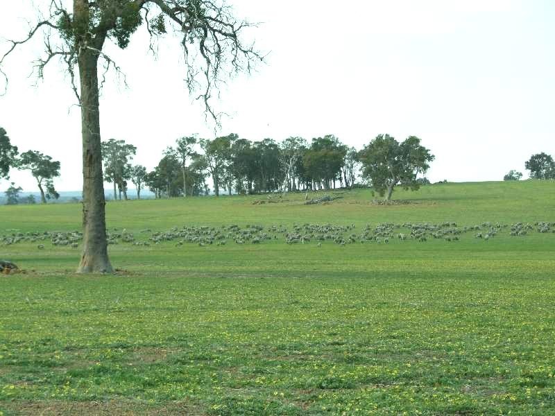 1853 Trigwell Bridge Rd, Bowelling WA 6225