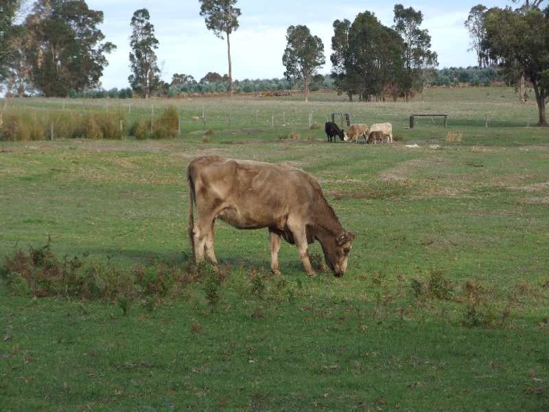 1252 Upper Capel Road, Donnybrook WA 6239