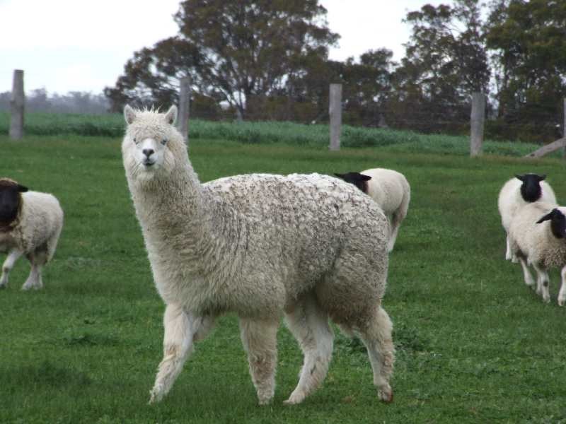 Lot 2 Hundley, Noggerup WA 6225