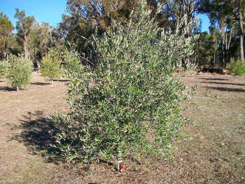 1412 Chapman Rd, Boyup Brook WA 6244