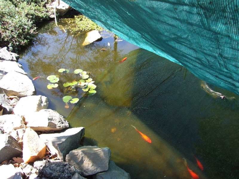 Lot 102, 20 Capel Street, Kirup WA 6251