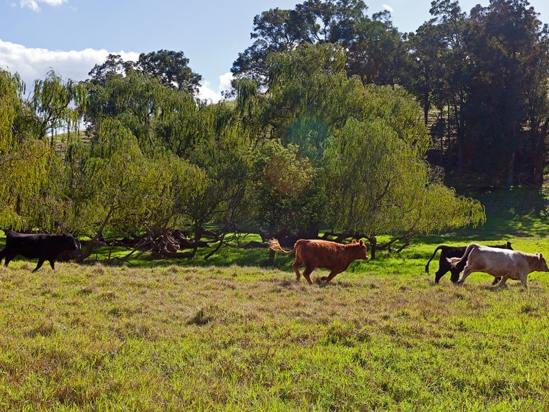 2006 Upper Capel Rd, Donnybrook WA 6239