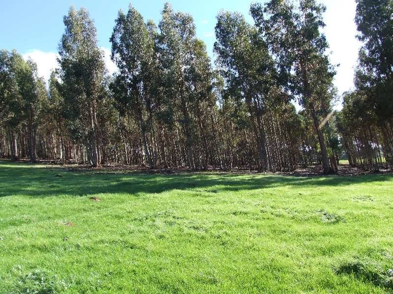 Lot 100, King Spring Rd, Thomson Brook WA 6239