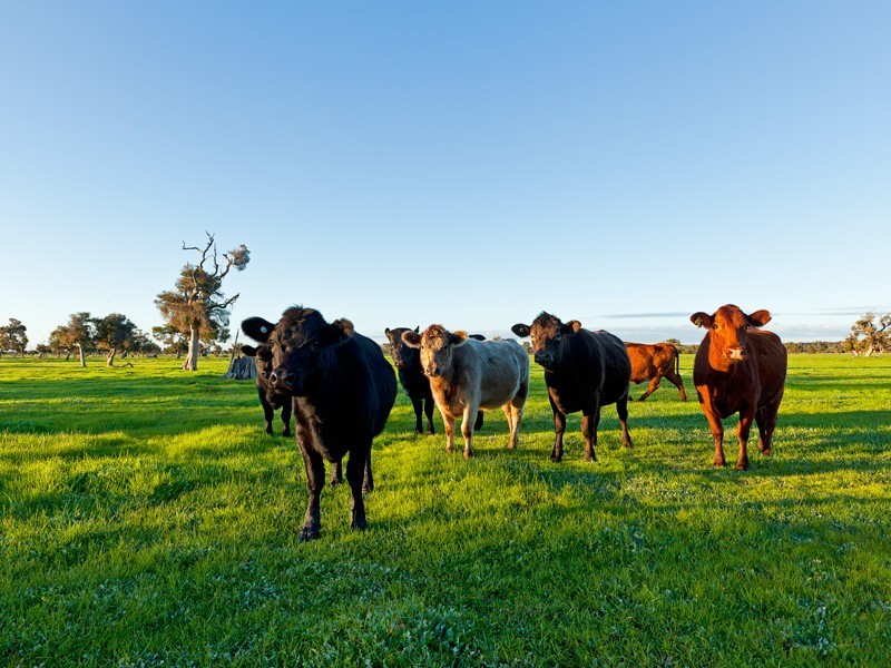 301 Herron Point Road, Birchmont, Coolup WA 6214