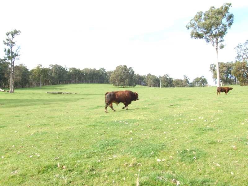 Lot 100,  Charley Creek Rd, Charley Creek WA 6239