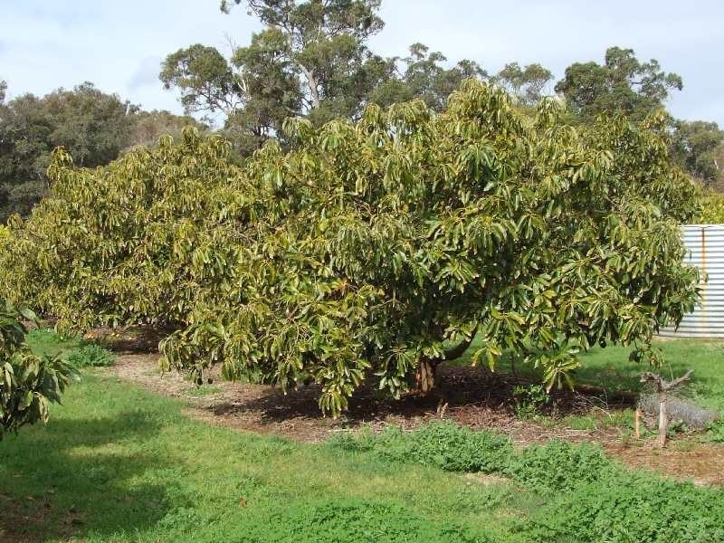 67 Shenton, Boyanup WA 6237