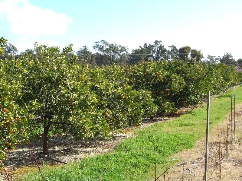 67 Shenton, Boyanup WA 6237