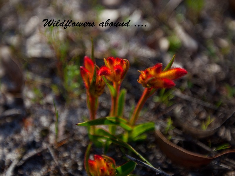 Lot 71 Old Mail Road, Kulikup WA 6244