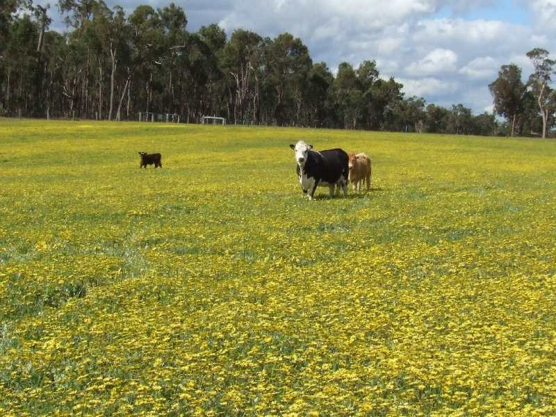 Lot 15,  Hart Road, Cardiff WA 6225