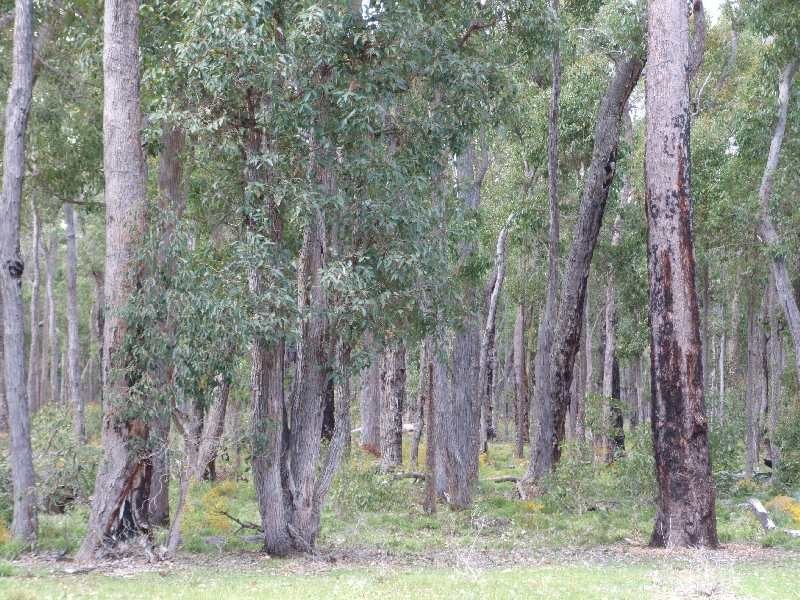 Lot 15,  Hart Road, Cardiff WA 6225