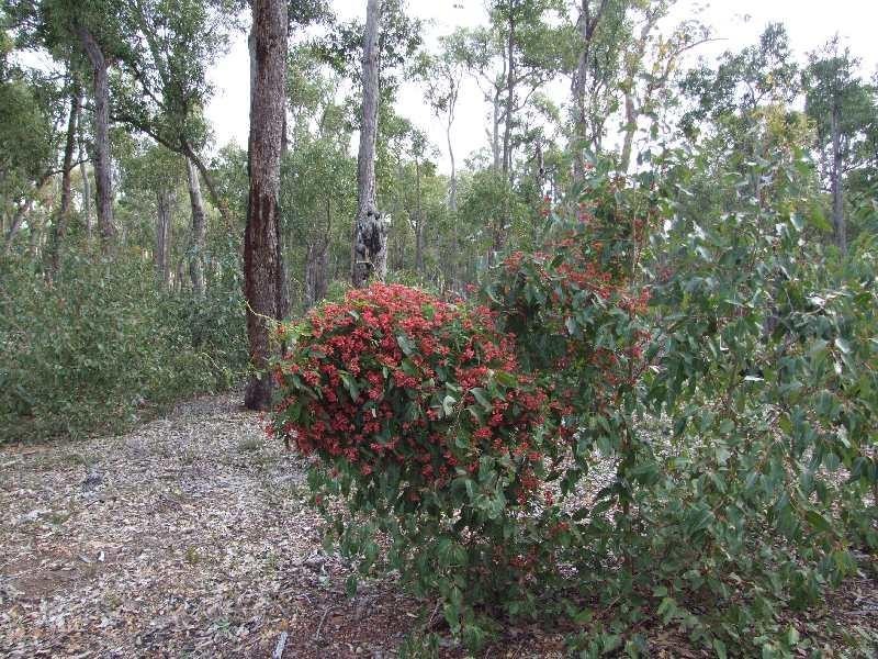 Lot 15,  Hart Road, Cardiff WA 6225