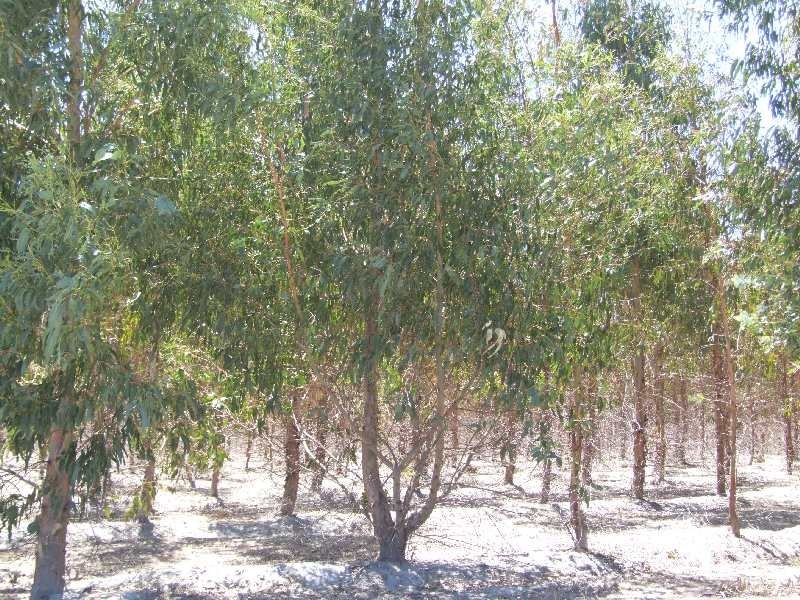 31 Sears cl, Donnybrook WA 6239