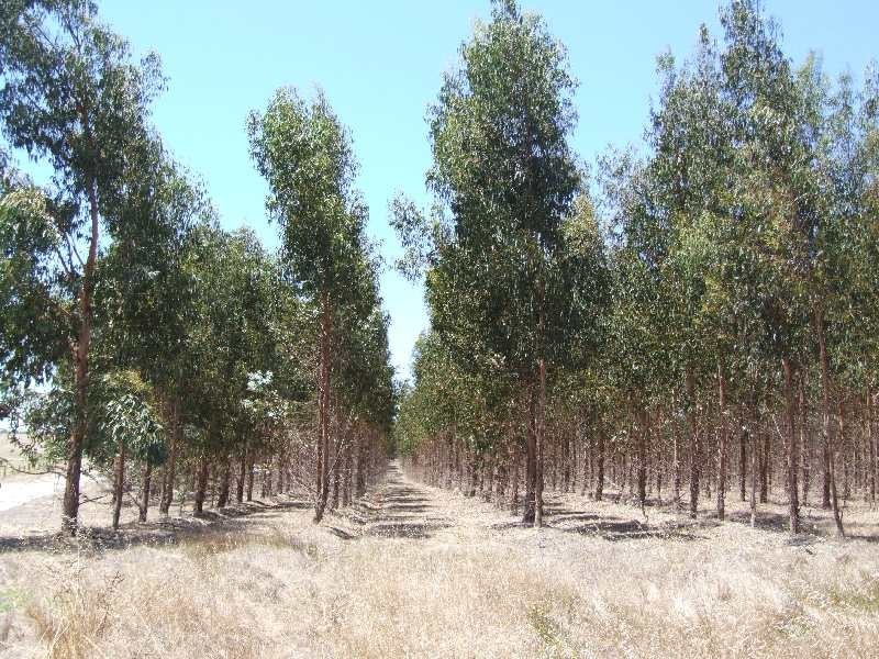 31 Sears cl, Donnybrook WA 6239