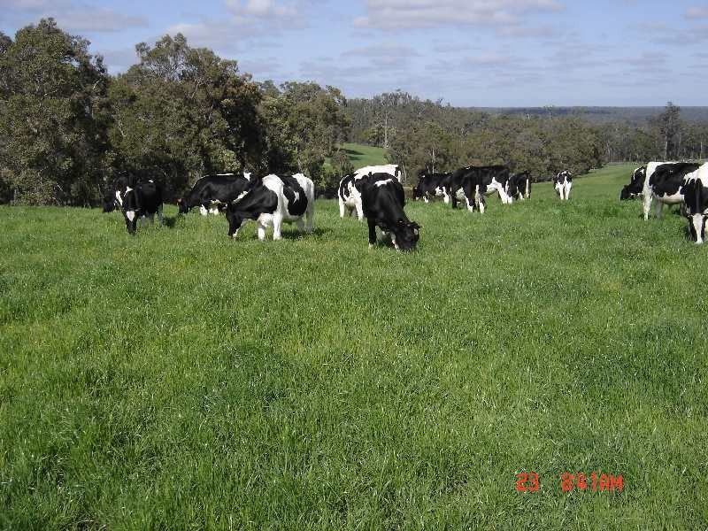 1099 Upper Capel Road, Donnybrook WA 6239