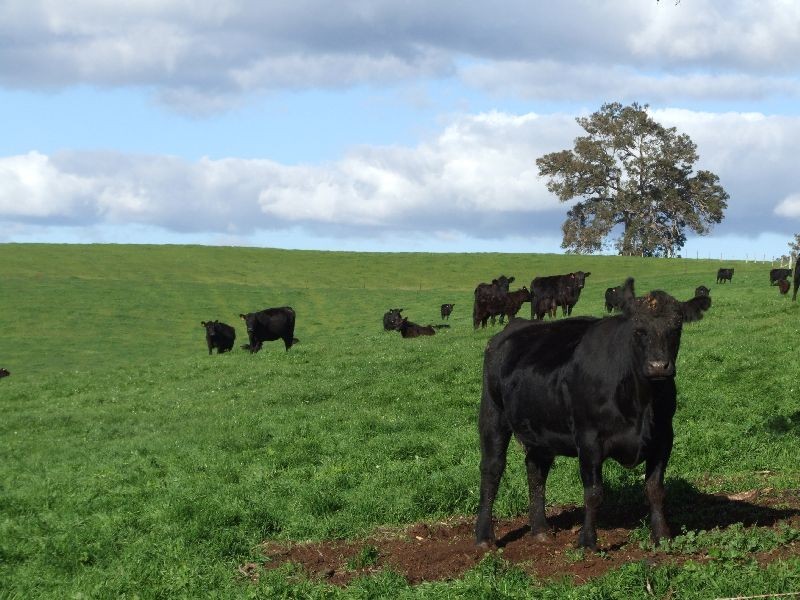 Forrest Road, Donnybrook WA 6239