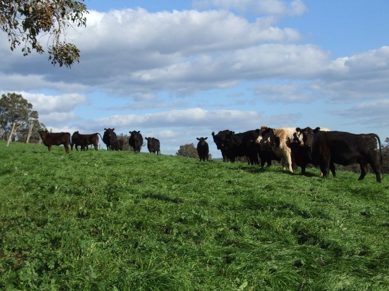 Forrest Road, Donnybrook WA 6239