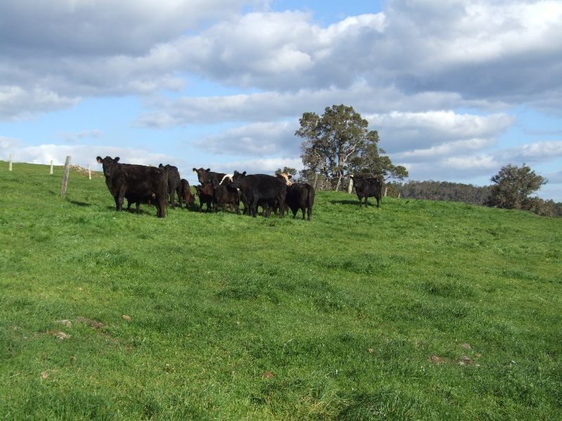 Forrest Road, Donnybrook WA 6239